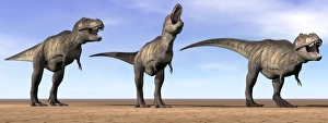 Three Tyrannosaurus Rex dinosaurs standing in the desert Three Tyrannosaurus Rex dinosaurs standing in the desert