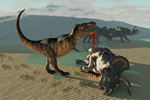 Tyrannosaurus Rex eats the flesh of a dead Triceratops Tyrannosaurus Rex eats the flesh of a dead Triceratops