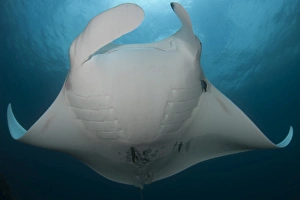 Underside view of a giant oceanic manta ray, Raja Ampat, Indonesia Underside view of a giant oceanic manta ray, Raja Ampat, Indonesia