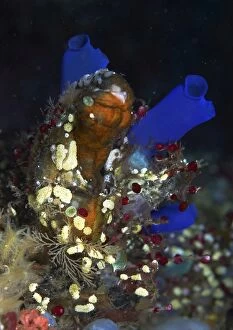 Images Dated 18th December 2005: Underwater bouquet formed by cluster of ascidians, Bali, Indonesia