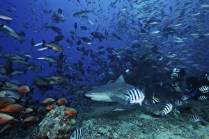 An underwater photographer films a large bull shark surrounded by hundreds of reef fish An underwater photographer films a large bull shark surrounded by hundreds of reef fish