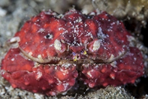An unidentified crab sits on the seafloor An unidentified crab sits on the seafloor