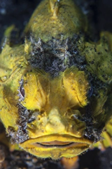 An unidentified scorpionfish mimics a yellow sponge with its coloration An unidentified scorpionfish mimics a yellow sponge with its coloration