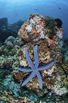 An unusual sea star clings to a diverse reef near the island of Bangka An unusual sea star clings to a diverse reef near the island of Bangka