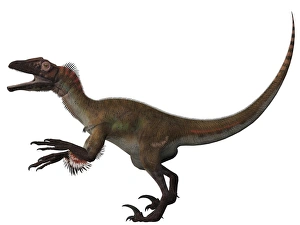 Utahraptor, a carnivorous dinosaur from the Cretaceous Period Utahraptor, a carnivorous dinosaur from the Cretaceous Period