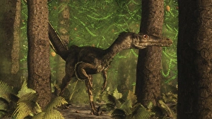 Velociraptor dinosaur stands alert in an Araucaria tree forest Velociraptor dinosaur stands alert in an Araucaria tree forest