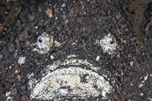 A venomous stonefish camouflages itself in sand A venomous stonefish camouflages itself in sand