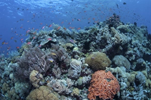 A vibrant and healthy coral reef in Komodo National Park, Indonesia A vibrant and healthy coral reef in Komodo National Park, Indonesia