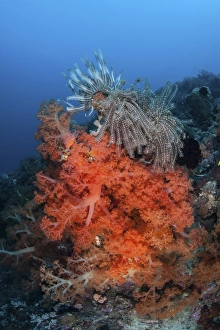 Vibrant soft coral colonies grow on a reef in Lembeh Strait Vibrant soft coral colonies grow on a reef in Lembeh Strait