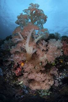 Vibrant soft corals thrive on a deep reef in Indonesia Vibrant soft corals thrive on a deep reef in Indonesia