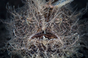 <b class=qtipBold><figcaption>Front view of a hairy frogfish</figcaption></b><br>A hairy frogfish (Antennarius striatus) uses its incredible camouflage to successfully capture prey in Lembeh Strait, Indonesia.<br><em>© Ethan Daniels/Stocktrek Images</em> Front view of a hairy frogfish