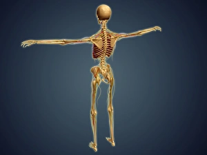 Back view of human skeleton with nervous system, arteries and veins Back view of human skeleton with nervous system, arteries and veins