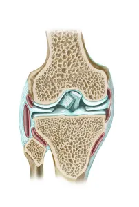 Knee Anatomy Prints: Front view of knee section to show interior structures