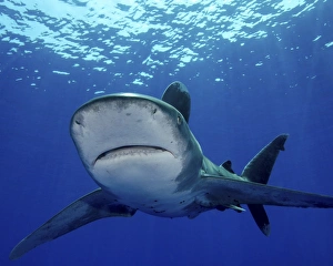 Front view of an oceanic whitetip shark, Cat Island, Bahamas