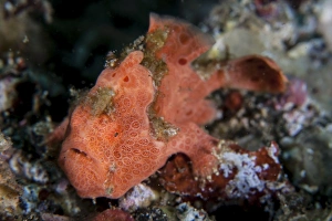 A well-camouflaged frogfish waits to ambush prey A well-camouflaged frogfish waits to ambush prey