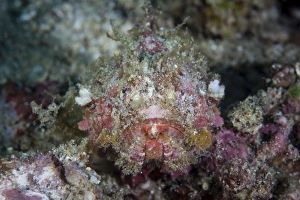 A well-camouflaged scorpionfish lays on a coral reef A well-camouflaged scorpionfish lays on a coral reef