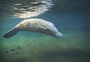A West Indian manatee rolls over upside down A West Indian manatee rolls over upside down