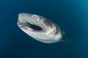 Whale shark coming up from the depths with mouth wide open Whale shark coming up from the depths with mouth wide open
