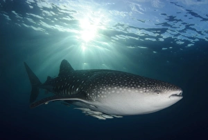 Whale Shark feeding under fishing platform, West Papua Whale Shark feeding under fishing platform, West Papua