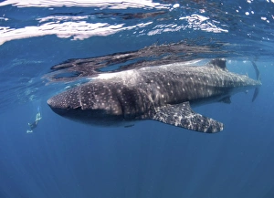 Whale Shark feeding off coast of Isla Mujeres, Mexico Whale Shark feeding off coast of Isla Mujeres, Mexico