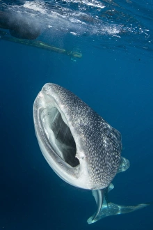 Whale shark with mouth wide open, Cenderawasih Bay, Indonesia Whale shark with mouth wide open, Cenderawasih Bay, Indonesia