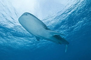 Whale shark passing overhead near the surface, Ari and Male Atoll, Maldives Whale shark passing overhead near the surface, Ari and Male Atoll, Maldives