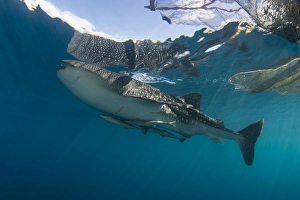 Whale shark with remora, Cenderawasih Bay, Indonesia Whale shark with remora, Cenderawasih Bay, Indonesia