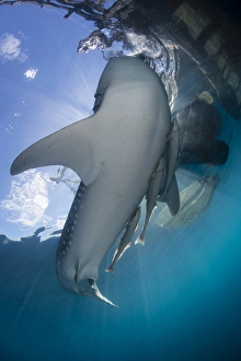 Whale shark and remora swimming up to the surface Whale shark and remora swimming up to the surface