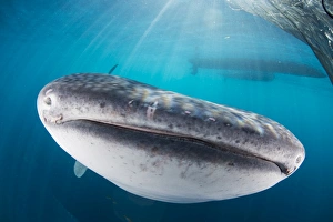 Whale shark swimming under a boat, with sunrays cutting through the water Whale shark swimming under a boat, with sunrays cutting through the water