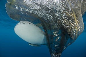 Whale shark swimming around near the surface under fishing nets Whale shark swimming around near the surface under fishing nets