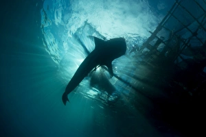 Whale shark swimming up to the surface, silhouetted against sunrays Whale shark swimming up to the surface, silhouetted against sunrays