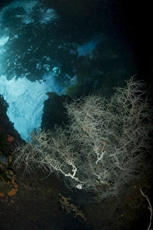 White black coral bush with overhanging tree shadows above White black coral bush with overhanging tree shadows above