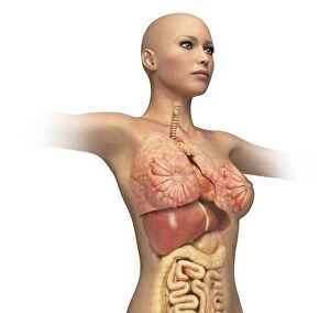Woman body midsection with interior organs superimposed