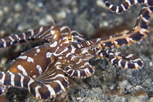A wonderpus octopus crawls across a sand slope A wonderpus octopus crawls across a sand slope