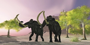 Two Woolly Mammoths searching for better vegetation to eat Two Woolly Mammoths searching for better vegetation to eat