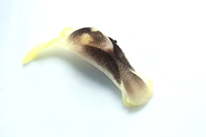 Yellow and brown headshield slug on white background Yellow and brown headshield slug on white background