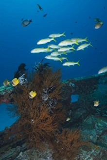 Yellow butterflyfish and school of goatfish over black coral bush on a small wreck Yellow butterflyfish and school of goatfish over black coral bush on a small wreck