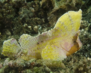 A yellow colored spiny waspfish in Indonesia A yellow colored spiny waspfish in Indonesia