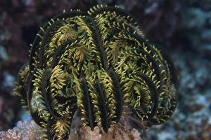 Yellow criniod feather star balled up on the reefs edge in Fiji Yellow criniod feather star balled up on the reefs edge in Fiji