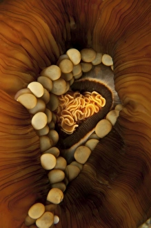 Yellow and orange anemone mouth, Sabah, Malaysia Yellow and orange anemone mouth, Sabah, Malaysia