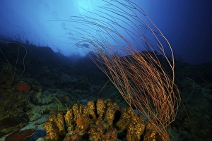Related Images Gallery: Yellow tube sponges and a large group of whip coral adorn the deep reef of Bonaire