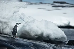 Adelie Penguin Gallery: Adelie penguin