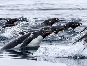 Gentoo Gallery: Adelie in Water Sport