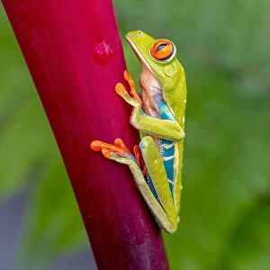 Tree Frogs Gallery: Agalychnis callidryas