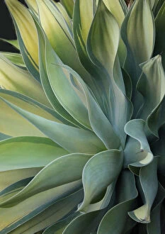 Abstract Collection: The Agave along the California Coast