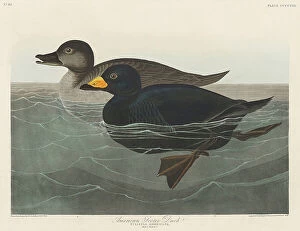 Boarder Collection: American Scoter Duck From Birds of America (1827)