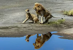 Ngorongoro Conservation Area 32 Collection: Arguments in the mirror