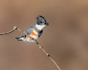Images Dated 7th December 2019: Belted Kingfisher with a Minnow