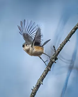 Tufted Titmouse Collection: Bird - Tufted Titmouse