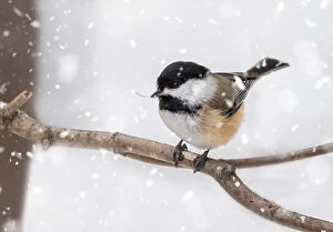 Black Capped Chickadee Collection: Black-Capped Chickadee in Snow